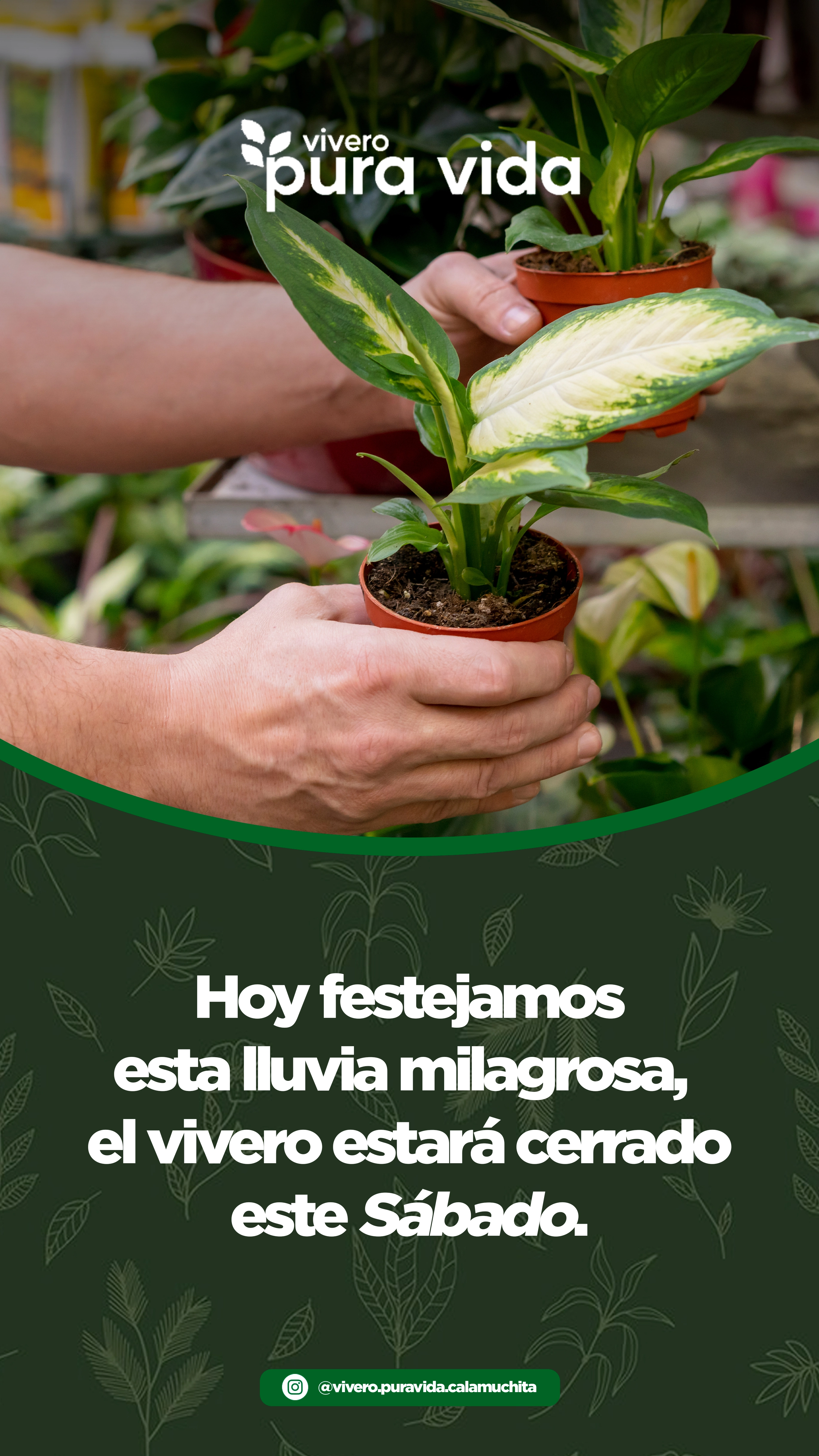 Feed de Instagram de Vivero Pura Vida